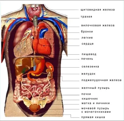 Анатомия брюшной полости человека: Выберите размер и формат для скачивания