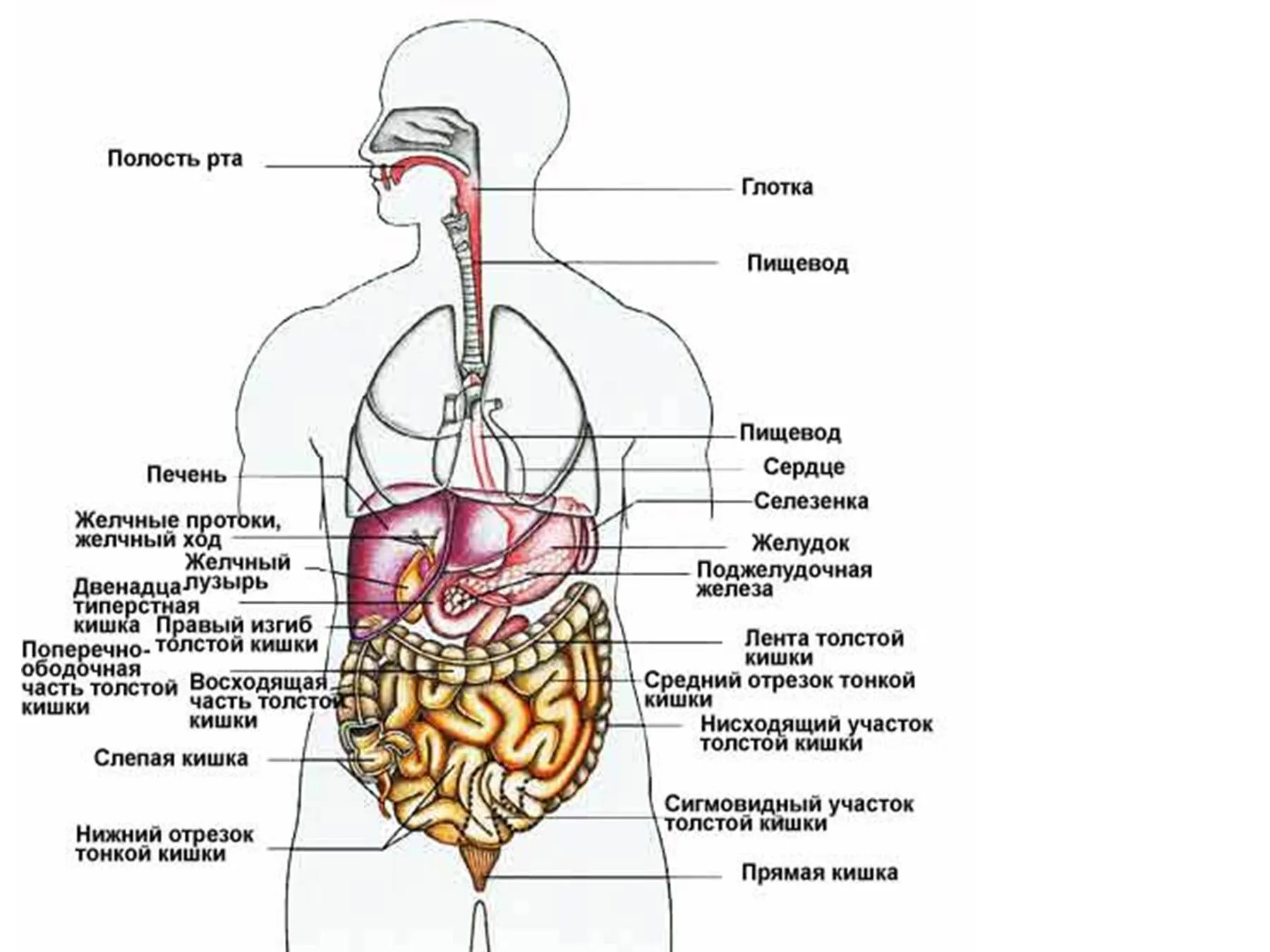 Грыжа передней брюшной стенки