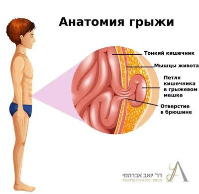 Анатомия брюшной полости: Картинки с возможностью настройки параметров