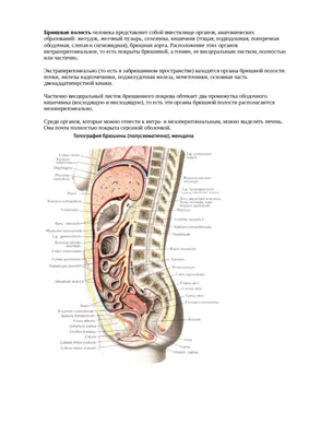 Фотка брюшной полости: Скачивание фотографий в JPG, PNG, WebP