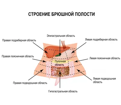 Фото анатомии человека: Скачивание в JPG, PNG, WebP форматах