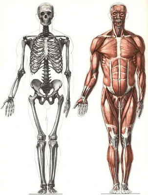 Анатомия человека мужчина фотографии