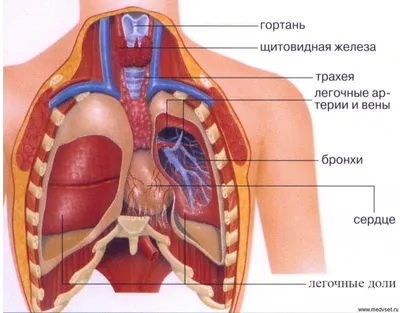 Анатомия человека: Ваш выбор размера и формата фото