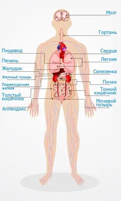 1. Основы анатомии: Изучаем органы человеческого тела