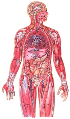 15. Подробная анатомия: Изображения человеческих органов