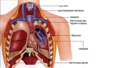 22. Форматы для скачивания: JPG, PNG, WebP изображения органов