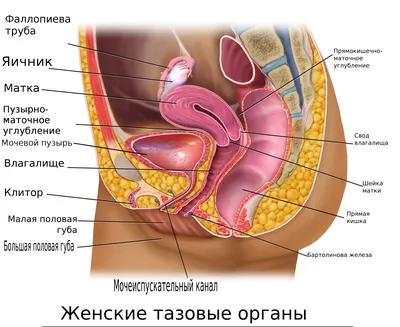 31. Органы на экране: Изображения с возможностью скачивания