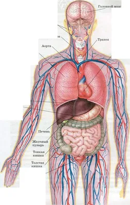 5. Разнообразие форматов: Скачивание JPG, PNG, WebP органов человека