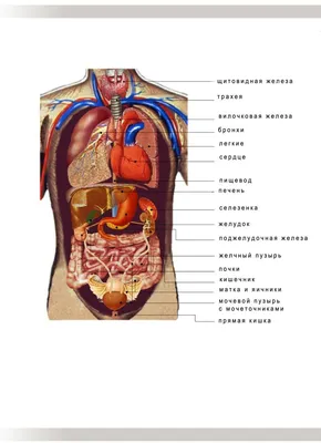 6. Визуальное обучение: Фотоанатомия человеческих органов