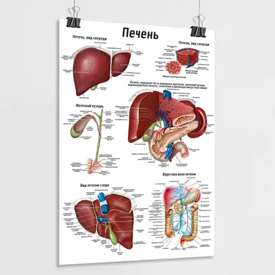 7. Фотографии анатомии печени: качественные изображения для скачивания