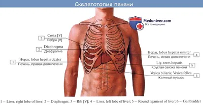 1. Изучение анатомии печени человека: высококачественные фотографии