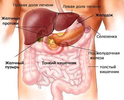 13. Изучение анатомии: фотографии печени в различных размерах