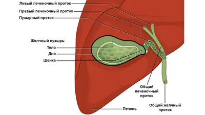 14. Фото человеческой печени: выберите формат для скачивания