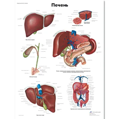 2. Фотографии анатомии печени в различных размерах и форматах
