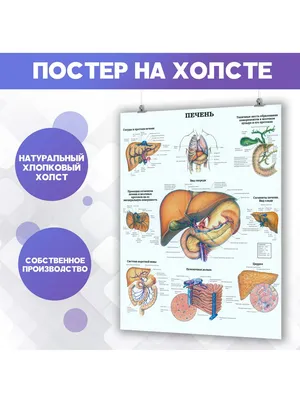 23. Фотографии анатомии печени: выберите формат для скачивания