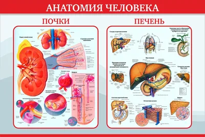 3. Визуализация анатомии печени: выберите формат изображения