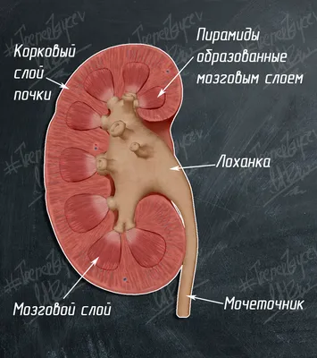 Человеческие почки в различных ракурсах: фотогалерея