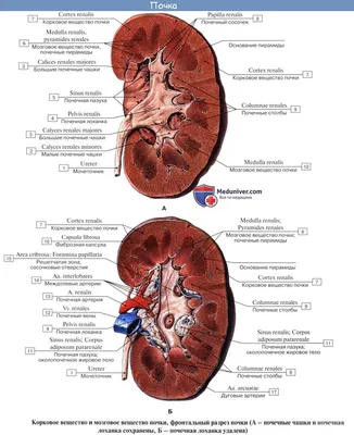 Исследование человеческих почек: фотографии и описание
