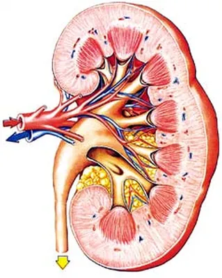 Анатомия человека почки фотографии