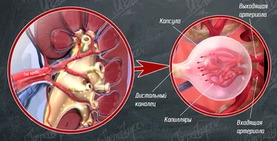 Выбор размера и формата для фотографий человеческих почек