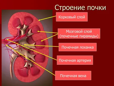 Почки человека: фото в различных размерах и форматах