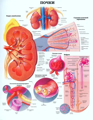 Фотографии почек: подробное рассмотрение анатомии человека
