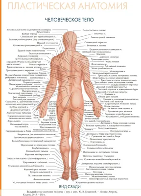 Анатомия человека сзади: Выберите размер изображения для загрузки