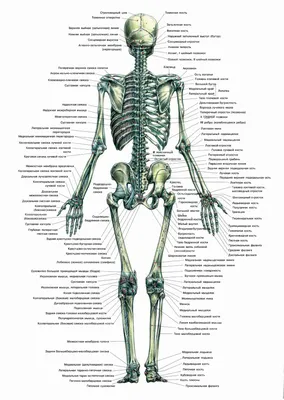 Фото человеческой анатомии: Загрузка в JPG, PNG, WebP