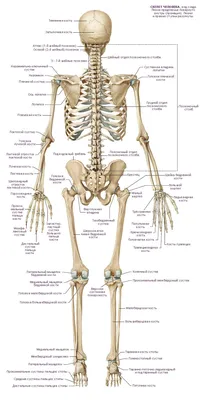 Фото человеческой анатомии сзади: Скачайте JPG, PNG, WebP форматы