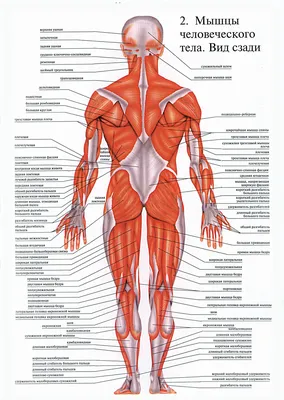 Изучение анатомии: Задний вид человека на ваш выбор