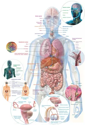 Анатомия мужчины: Фотография внутренних органов с выбором размера