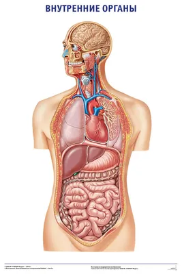 Анатомия человека: Картинка внутренних органов мужчины JPG