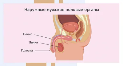 Фотография анатомии: Выбор размера и формата для скачивания