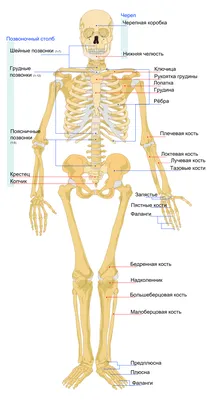 Выберите формат: Фото анатомии внутренних органов