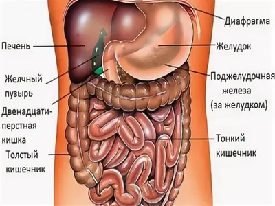 Фотографии внутренних органов: Персонализированный формат – JPG, PNG, WebP