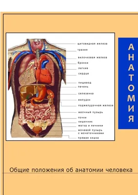 Анатомия человека  фото