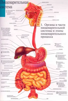 Фотоанатомия: Подберите размер и формат для скачивания