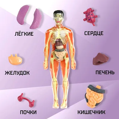 Интерактивные уроки: Размеры и форматы изображений анатомии