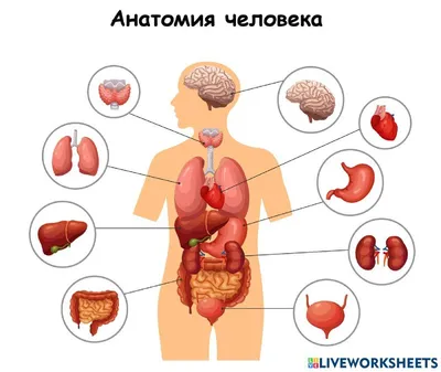 3D Анатомия человека: Интерактивные изображения для глубокого понимания