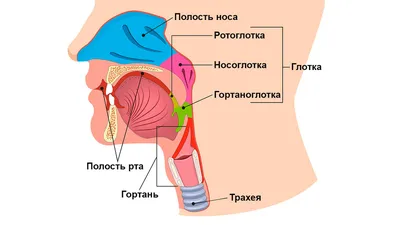 Анатомия горла: Изумительное фото в высоком разрешении