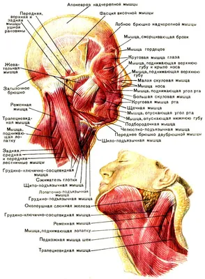 Фотка горла: Выбор размера - настраиваемый опыт