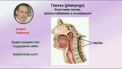 Изумительные изображения анатомии горла: Скачивание в формате WebP