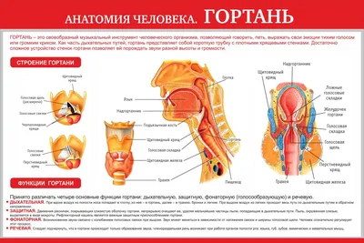 Фотоанатомия горла человека: Выберите свой формат - JPG, PNG, WebP