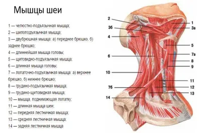 Человеческое горло в фото: Выбор формата - JPG для стандартного качества