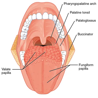 Анатомия языка человека в высоком разрешении