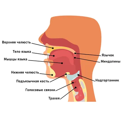 Анатомия языка человека: фото и изображения для скачивания