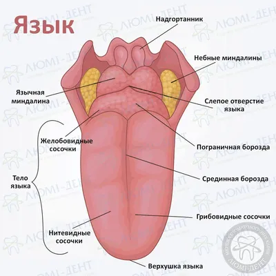 Разнообразие размеров: Анатомия языка человека в фотографиях