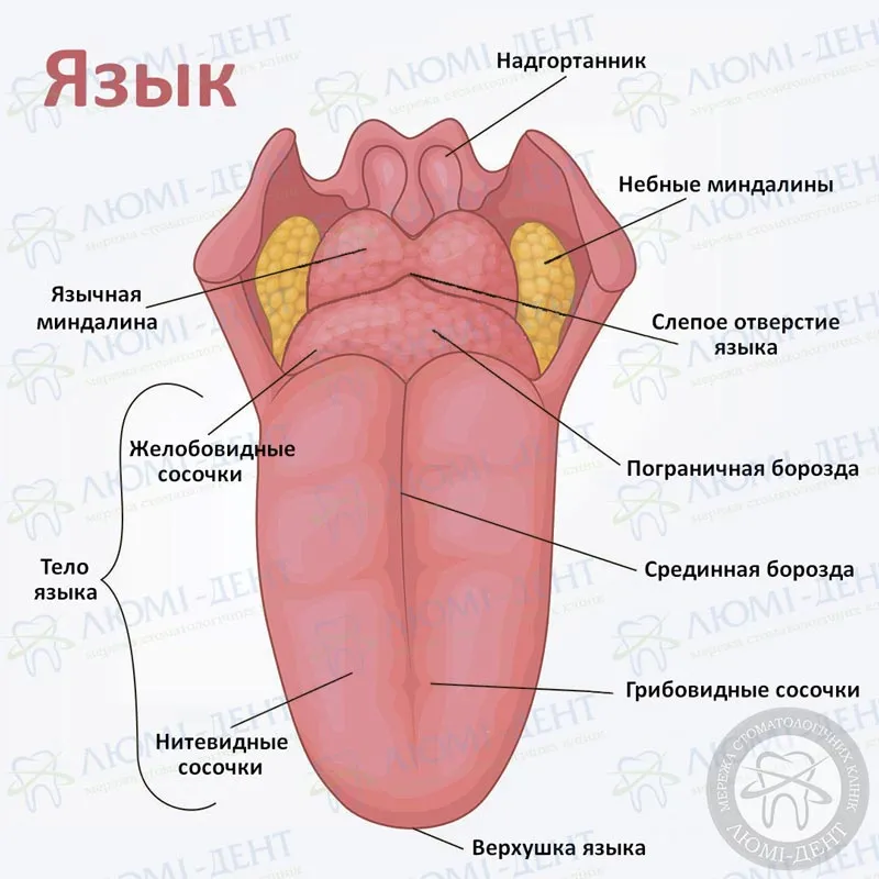 Красные пятна на языке: симптомы и лечение глоссита — ROOTT