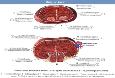 Исследуйте человеческий язык: различные форматы изображений