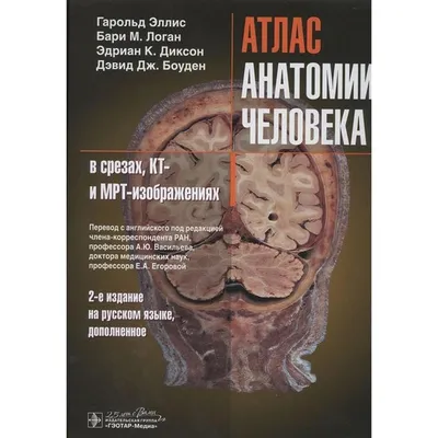 Анатомия человеческого языка: скачивайте изображения в различных форматах